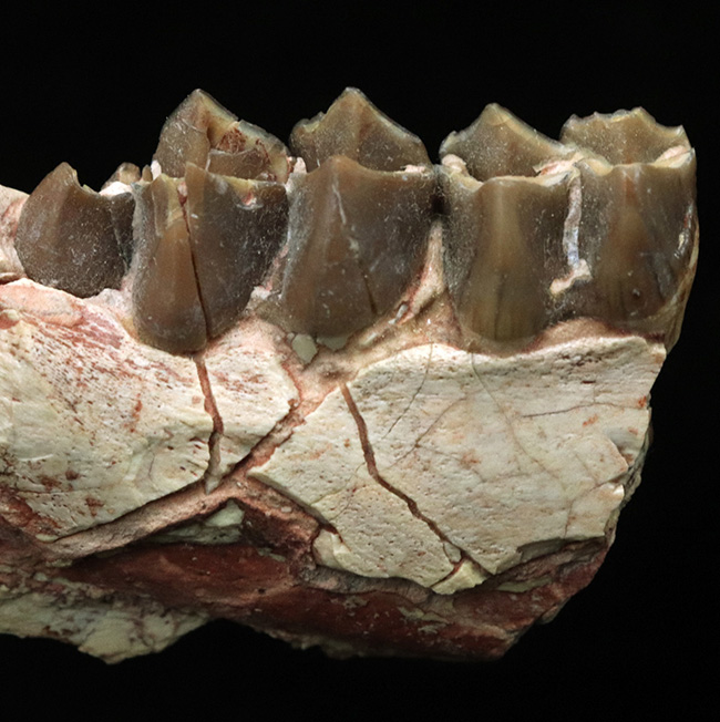 新生代に北米で大繁栄した絶滅哺乳類、メリコイドドン・カルバートソニ