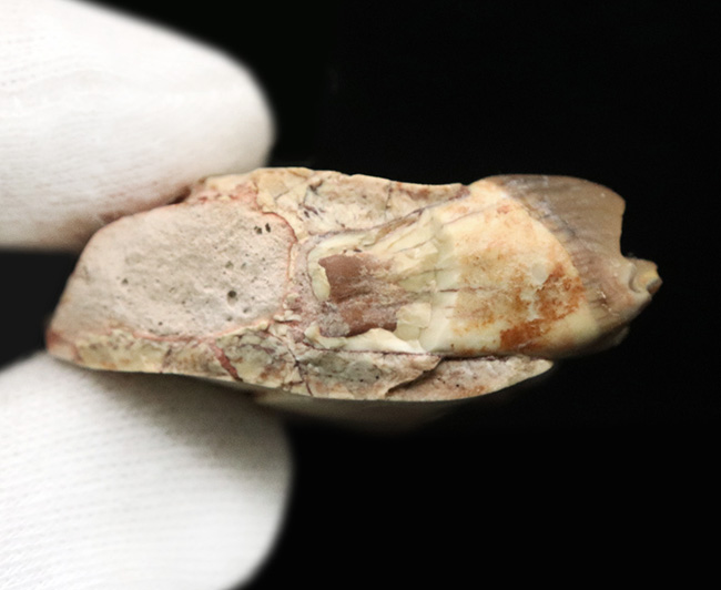 新生代に北米で大繁栄した絶滅哺乳類、メリコイドドン・カルバートソニ(Merycoidodon culbertsoni)の顎骨付き臼歯の化石(その8)