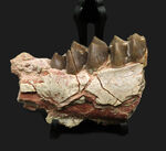 新生代に北米で大繁栄した絶滅哺乳類、メリコイドドン・カルバートソニ（Merycoidodon culbertsoni）の顎骨付き臼歯の化石