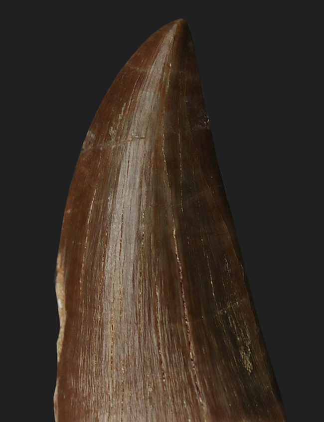 サイズあり!しかも良形で保存状態も優れた一級のモササウルス(Mosasaurus)の歯化石(その1)