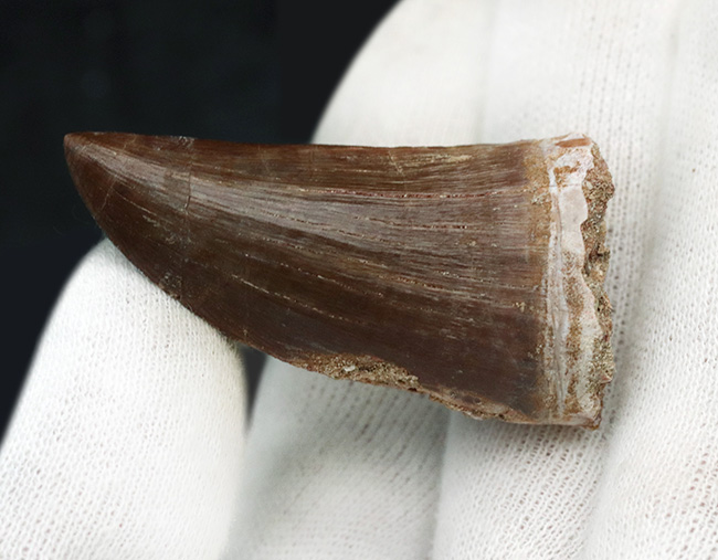 サイズあり!しかも良形で保存状態も優れた一級のモササウルス(Mosasaurus)の歯化石(その2)