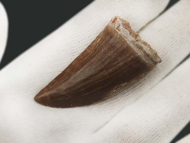 サイズあり!しかも良形で保存状態も優れた一級のモササウルス(Mosasaurus)の歯化石(その3)
