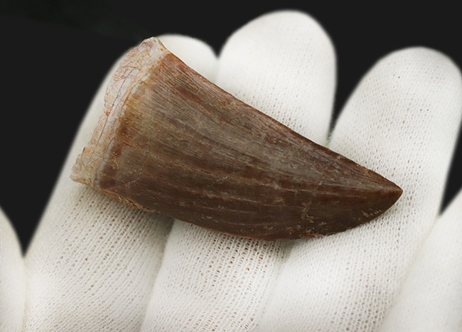 サイズあり!しかも良形で保存状態も優れた一級のモササウルス(Mosasaurus)の歯化石(その4)