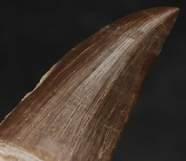 サイズあり!しかも良形で保存状態も優れた一級のモササウルス(Mosasaurus)の歯化石(その5)