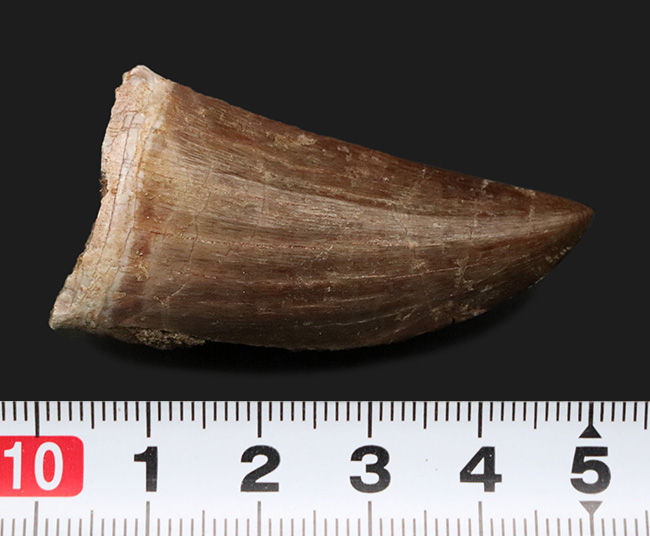 サイズあり!しかも良形で保存状態も優れた一級のモササウルス(Mosasaurus)の歯化石(その7)