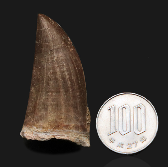 サイズあり!しかも良形で保存状態も優れた一級のモササウルス(Mosasaurus)の歯化石(その8)