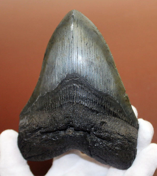 長い方のカーブに沿って15センチという、メガロドン(Carcharodon megalodon)の歯化石のなかでも特大と申し上げて良い、立派な標本(その1)