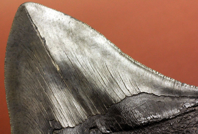 長い方のカーブに沿って15センチという、メガロドン(Carcharodon megalodon)の歯化石のなかでも特大と申し上げて良い、立派な標本(その10)