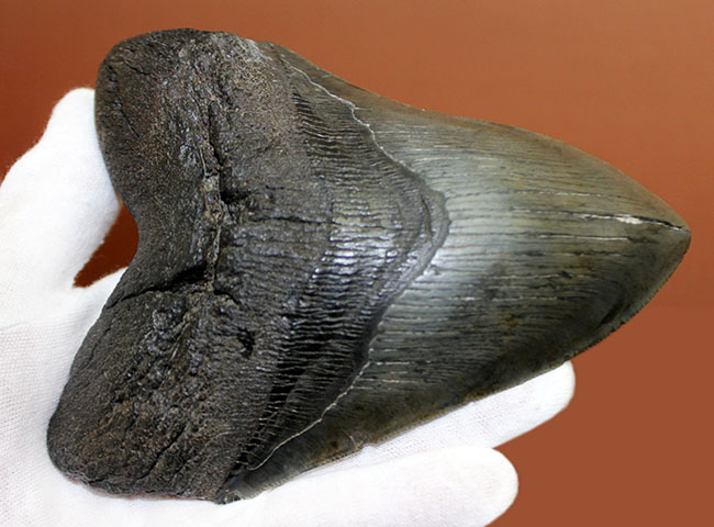 長い方のカーブに沿って15センチという、メガロドン(Carcharodon megalodon)の歯化石のなかでも特大と申し上げて良い、立派な標本(その11)