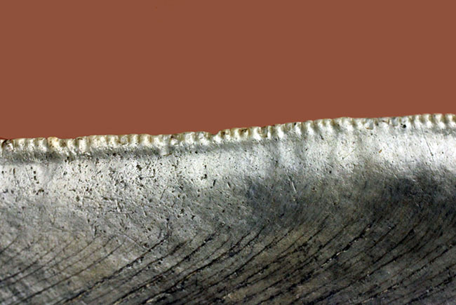 長い方のカーブに沿って１５センチという、メガロドン（Carcharodon megalodon）の歯化石のなかでも特大と申し上げて良い、立派な標本（その12）