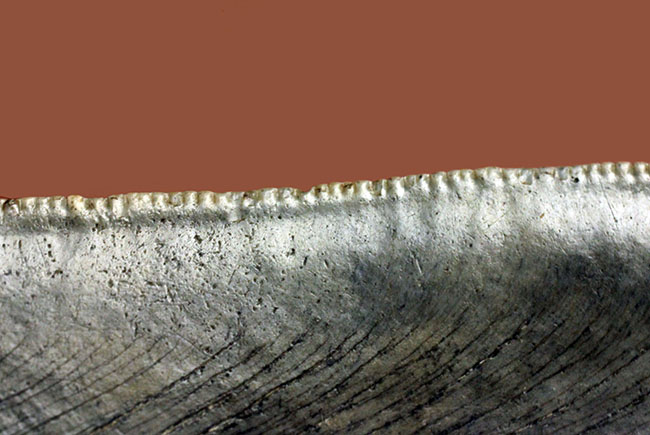 長い方のカーブに沿って15センチという、メガロドン(Carcharodon megalodon)の歯化石のなかでも特大と申し上げて良い、立派な標本(その12)