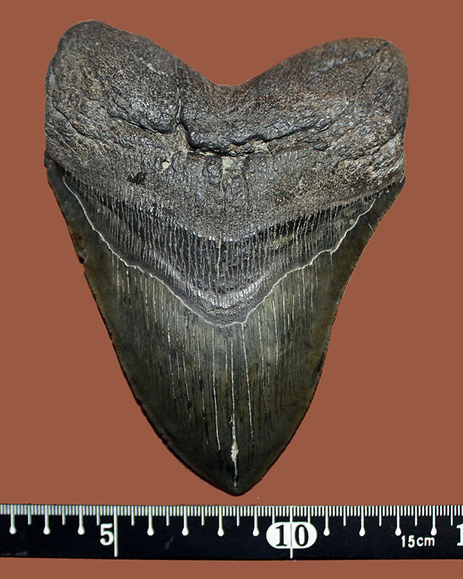 長い方のカーブに沿って１５センチという、メガロドン（Carcharodon megalodon）の歯化石のなかでも特大と申し上げて良い、立派な標本（その14）