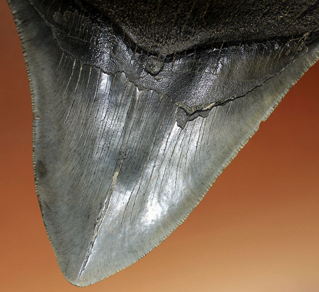長い方のカーブに沿って１５センチという、メガロドン（Carcharodon megalodon）の歯化石のなかでも特大と申し上げて良い、立派な標本（その15）