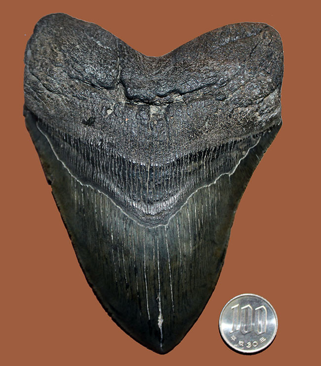 長い方のカーブに沿って15センチという、メガロドン(Carcharodon megalodon)の歯化石のなかでも特大と申し上げて良い、立派な標本(その16)