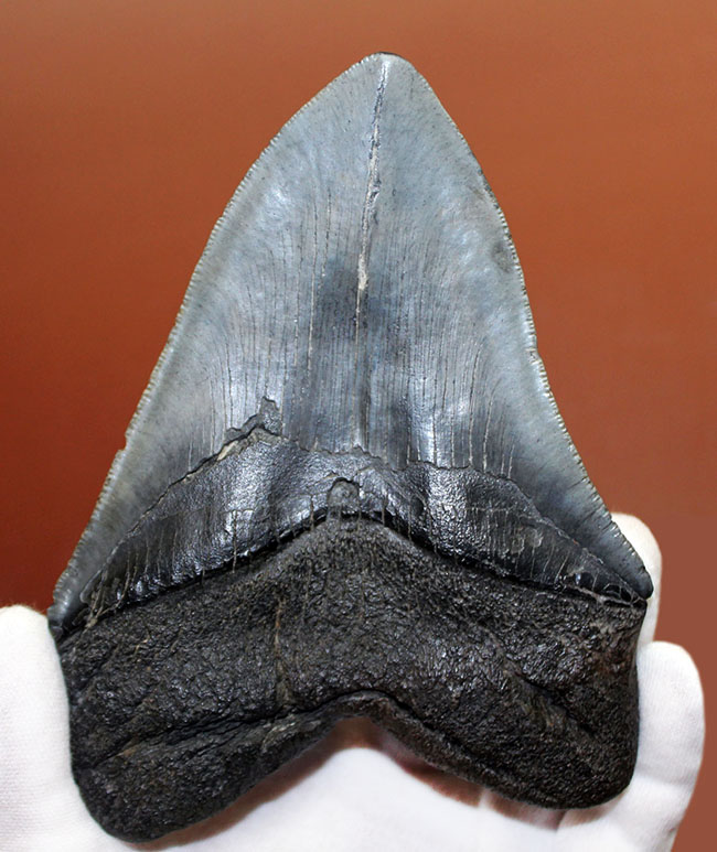 長い方のカーブに沿って１５センチという、メガロドン（Carcharodon megalodon）の歯化石のなかでも特大と申し上げて良い、立派な標本（その2）