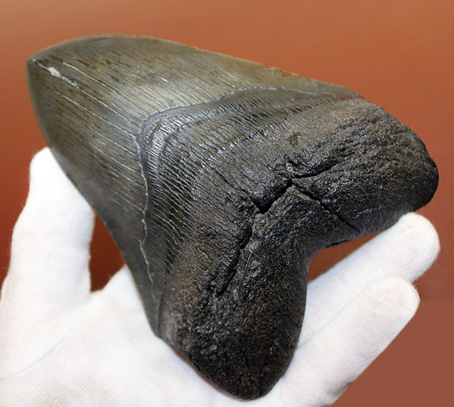 長い方のカーブに沿って１５センチという、メガロドン（Carcharodon megalodon）の歯化石のなかでも特大と申し上げて良い、立派な標本（その3）