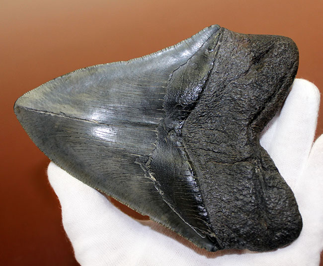 長い方のカーブに沿って１５センチという、メガロドン（Carcharodon megalodon）の歯化石のなかでも特大と申し上げて良い、立派な標本（その5）