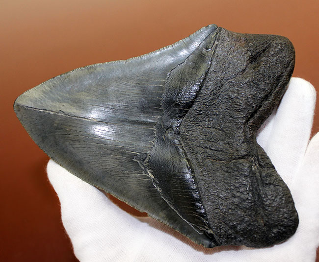 長い方のカーブに沿って15センチという、メガロドン(Carcharodon megalodon)の歯化石のなかでも特大と申し上げて良い、立派な標本(その5)