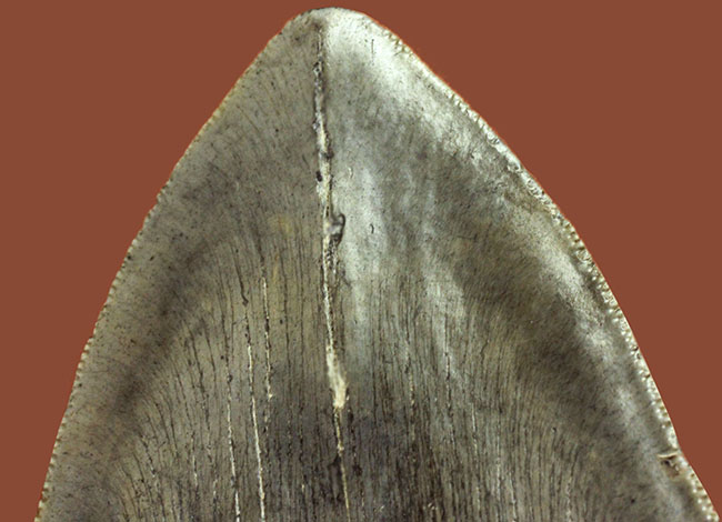 長い方のカーブに沿って１５センチという、メガロドン（Carcharodon megalodon）の歯化石のなかでも特大と申し上げて良い、立派な標本（その6）