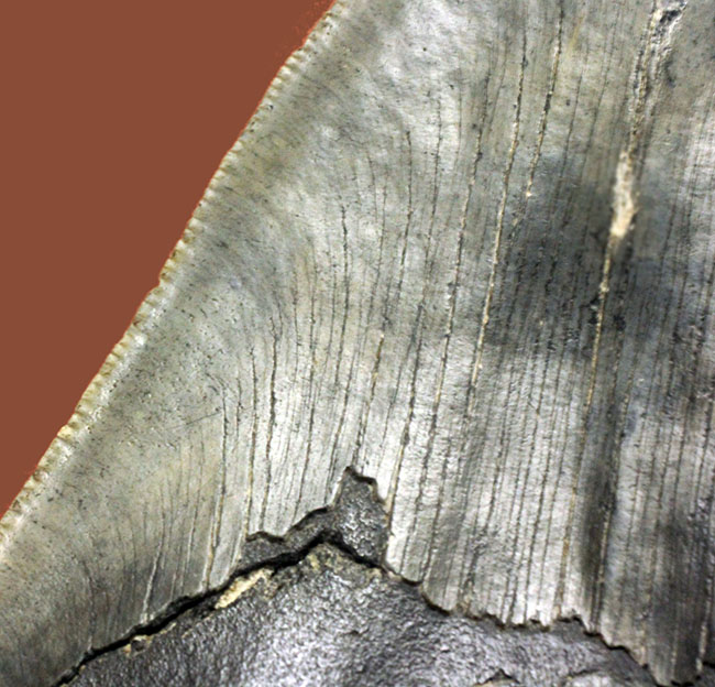 長い方のカーブに沿って１５センチという、メガロドン（Carcharodon megalodon）の歯化石のなかでも特大と申し上げて良い、立派な標本（その8）