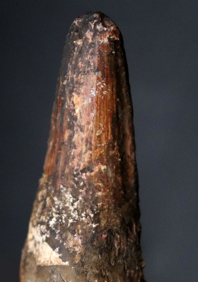 ルート部太し!ガッシリ系!白亜紀初期の肉食恐竜、スピノサウルス(Spinosaurus)の歯化石。(その1)