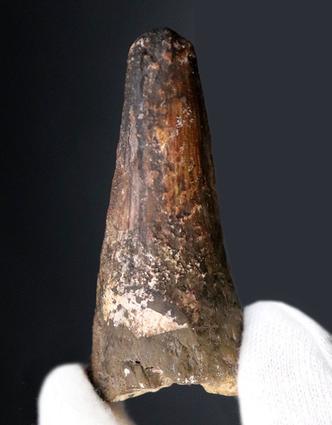 ルート部太し!ガッシリ系!白亜紀初期の肉食恐竜、スピノサウルス(Spinosaurus)の歯化石。(その4)