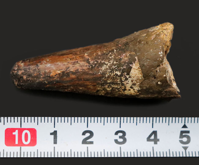 ルート部太し!ガッシリ系!白亜紀初期の肉食恐竜、スピノサウルス(Spinosaurus)の歯化石。(その6)