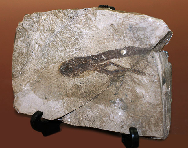ベリーレア！希少なオールドコレクション！およそ２３５０万年前のオタマジャクシ（足付き）の化石（その1）