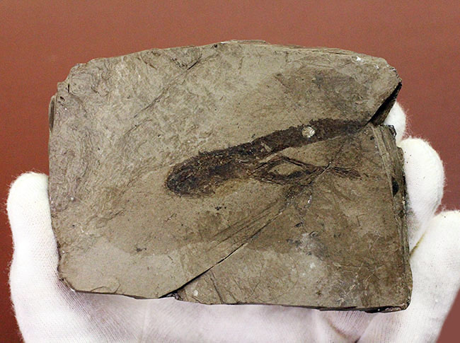 ベリーレア！希少なオールドコレクション！およそ２３５０万年前のオタマジャクシ（足付き）の化石（その2）