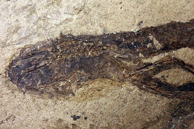 ベリーレア！希少なオールドコレクション！およそ２３５０万年前のオタマジャクシ（足付き）の化石（その3）