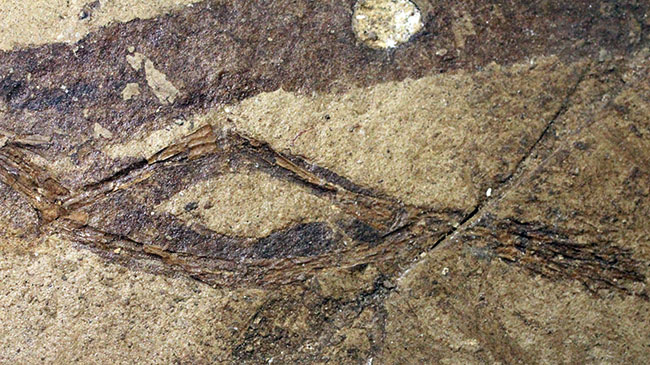 ベリーレア！希少なオールドコレクション！およそ２３５０万年前のオタマジャクシ（足付き）の化石（その4）