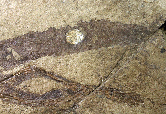ベリーレア！希少なオールドコレクション！およそ２３５０万年前のオタマジャクシ（足付き）の化石（その5）