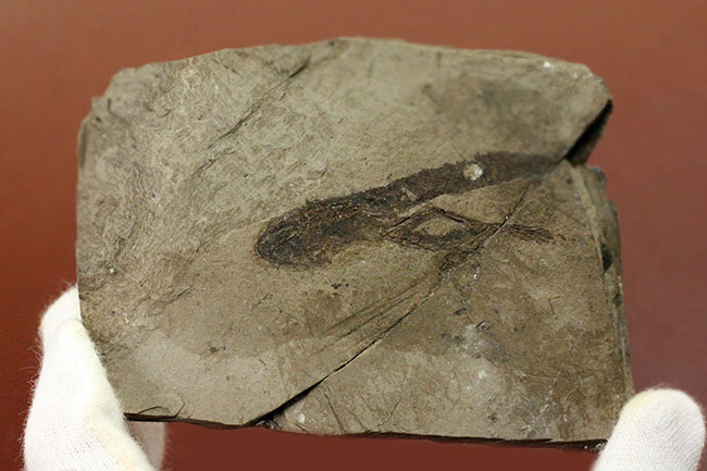 ベリーレア！希少なオールドコレクション！およそ２３５０万年前のオタマジャクシ（足付き）の化石（その6）