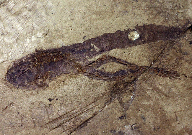 ベリーレア！希少なオールドコレクション！およそ２３５０万年前のオタマジャクシ（足付き）の化石（その7）