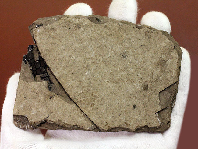 ベリーレア！希少なオールドコレクション！およそ２３５０万年前のオタマジャクシ（足付き）の化石（その8）