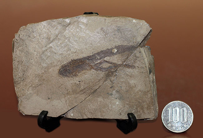 ベリーレア！希少なオールドコレクション！およそ２３５０万年前のオタマジャクシ（足付き）の化石（その9）