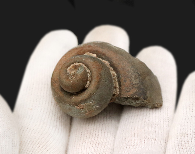 かつての古代日本の生息していた絶滅巻き貝、ユースピラ・アシヤ