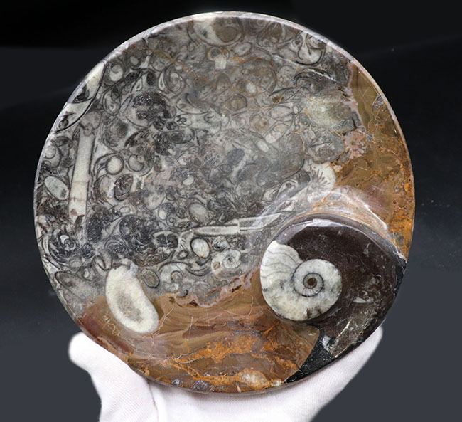 化石として、インテリアとして、小物入れとして、お好み次第。グレイとブラウンが混じった面白い配色！ゴニアタイト（Goniatite）を含む石を加工した皿（その3）
