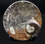 化石として、インテリアとして、小物入れとして、お好み次第。グレイとブラウンが混じった面白い配色！ゴニアタイト（Goniatite）を含む石を加工した皿