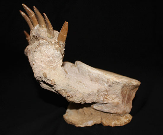 スーパーレア!2011年に記載された超ホットな新種の首長竜(Zarafasaura oceanis)の貴重な乱杭歯(その10)