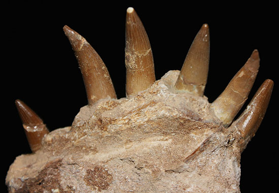 スーパーレア!2011年に記載された超ホットな新種の首長竜(Zarafasaura oceanis)の貴重な乱杭歯(その11)