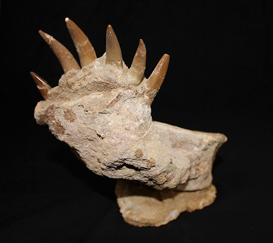 スーパーレア!2011年に記載された超ホットな新種の首長竜(Zarafasaura oceanis)の貴重な乱杭歯(その12)