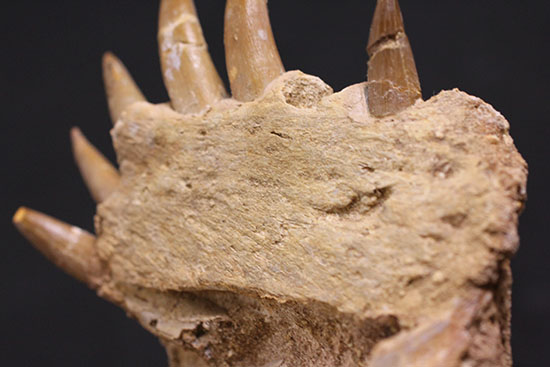 スーパーレア!2011年に記載された超ホットな新種の首長竜(Zarafasaura oceanis)の貴重な乱杭歯(その13)