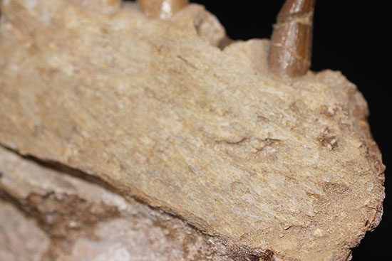 スーパーレア!2011年に記載された超ホットな新種の首長竜(Zarafasaura oceanis)の貴重な乱杭歯(その14)