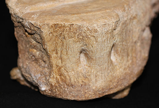 スーパーレア!2011年に記載された超ホットな新種の首長竜(Zarafasaura oceanis)の貴重な乱杭歯(その15)