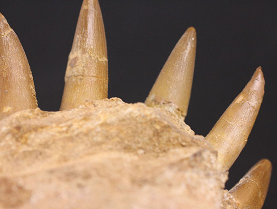 スーパーレア!2011年に記載された超ホットな新種の首長竜(Zarafasaura oceanis)の貴重な乱杭歯(その16)
