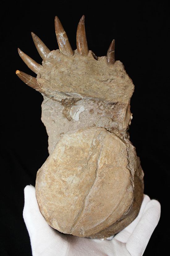 スーパーレア!2011年に記載された超ホットな新種の首長竜(Zarafasaura oceanis)の貴重な乱杭歯(その17)