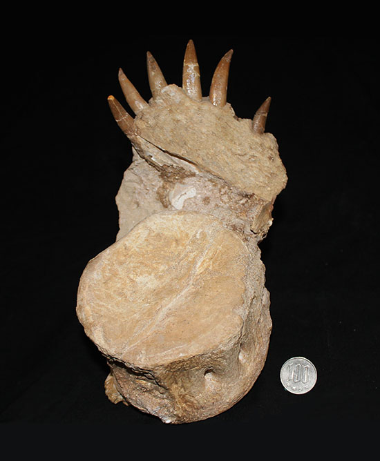 スーパーレア!2011年に記載された超ホットな新種の首長竜(Zarafasaura oceanis)の貴重な乱杭歯(その18)