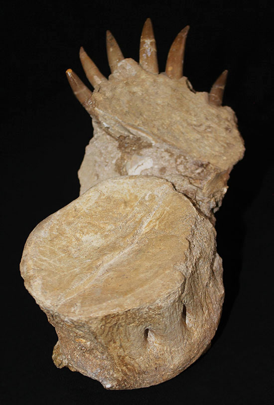 スーパーレア!2011年に記載された超ホットな新種の首長竜(Zarafasaura oceanis)の貴重な乱杭歯(その2)