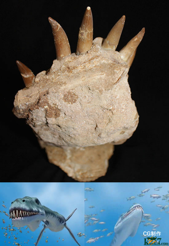 スーパーレア!2011年に記載された超ホットな新種の首長竜(Zarafasaura oceanis)の貴重な乱杭歯(その3)